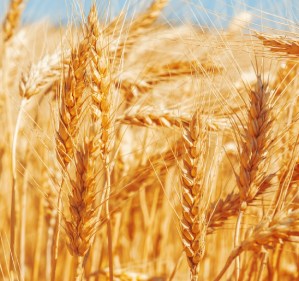 CE systems Capel successfully analyze Sicilian wheat landraces