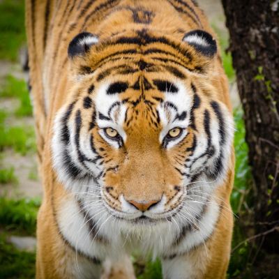 Lumex Instruments analyzer helped to identify the sources of mercury in the Siberian tigers